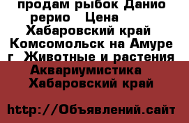 продам рыбок Данио-рерио › Цена ­ 50 - Хабаровский край, Комсомольск-на-Амуре г. Животные и растения » Аквариумистика   . Хабаровский край